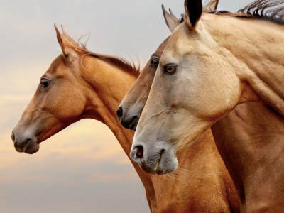 лошади, кони, рыжие, коричневые, три, тройка, профиль, портрет, морды, глаза