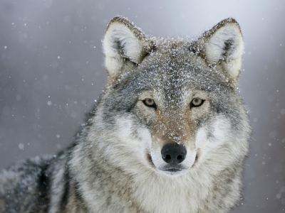 волк, хищник, взгляд, снег