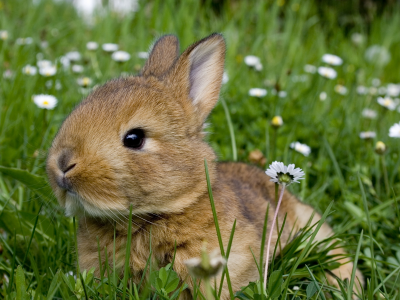 кролик, грызуны, поляна, цветы, ромашки, трава, лето, серый, животные, мило