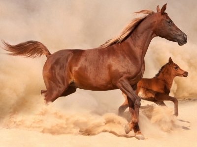 лошадь, жеребенок, песок, пыль, скачут, коричневые