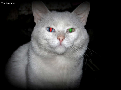 кот, белый, глаз, красный, зелёный