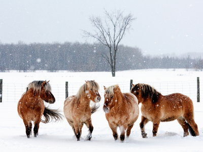 зима, животные, лошади, снег, ограда, природа, кони
