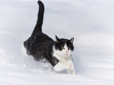 кот, сугроб, снег, бежит, ctambako the jaguar, кошка, зима