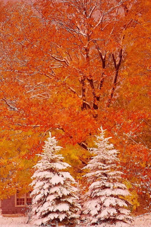 Munising, Michigan, Мунизинг, Мичиган, осень, деревья, ели, снег