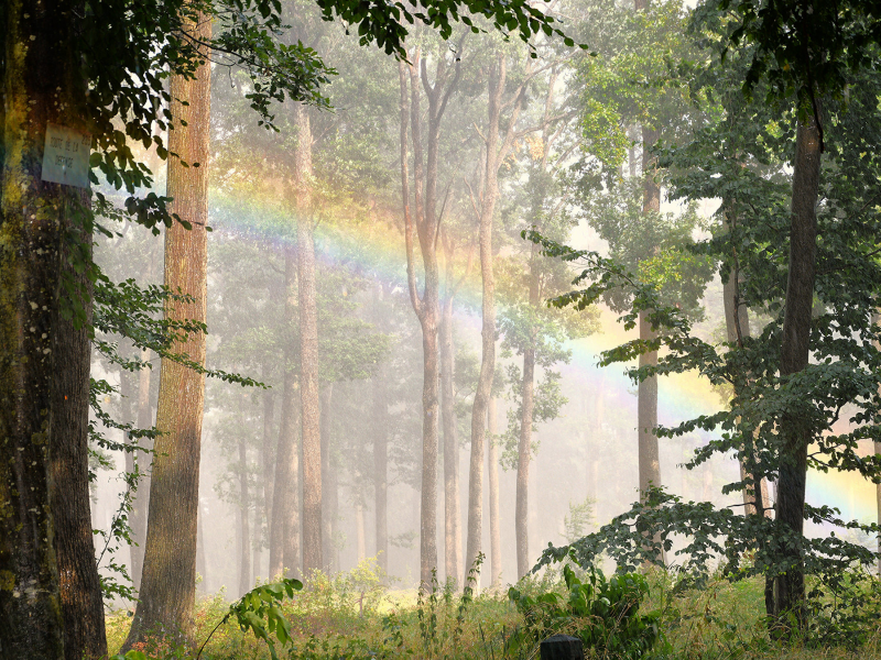 лес, дождь, радуга