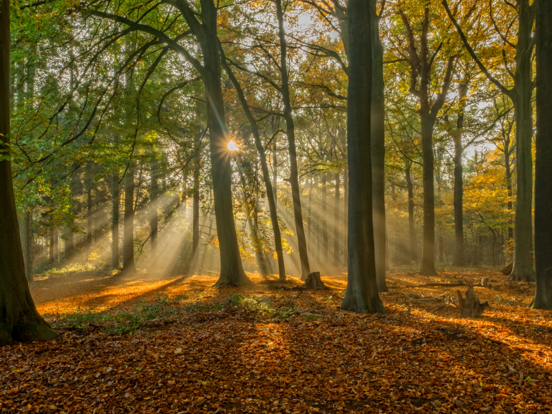 Brugge, Belgium, Брюгге, Бельгия, осень, лес, деревья, листья, лучи