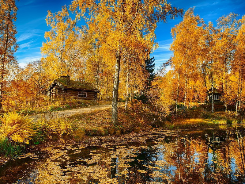 природа, Осень, лес, домики, красиво, пруд
