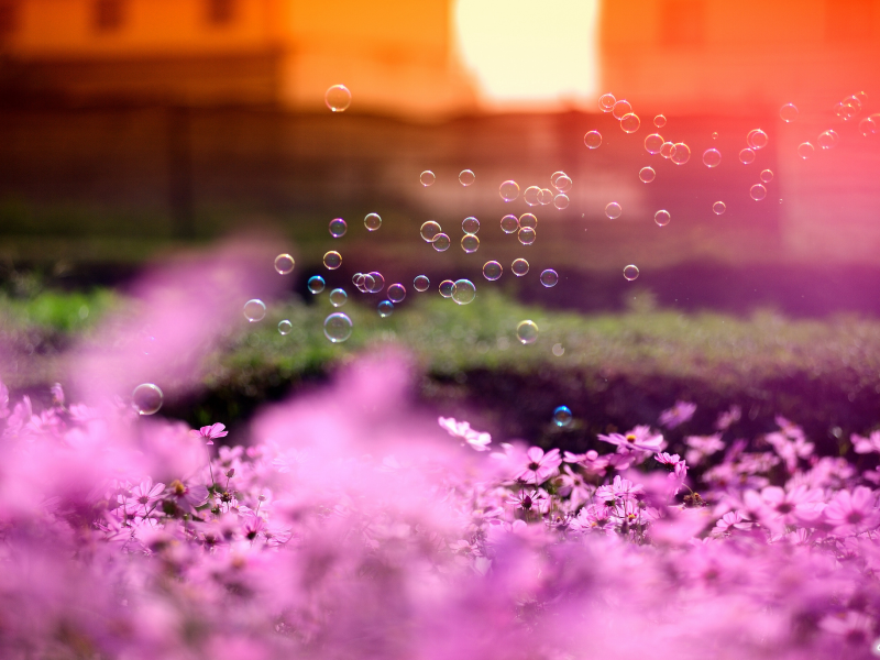 солнце, розовые, цветы, космея, мыльные пузыри, фокус