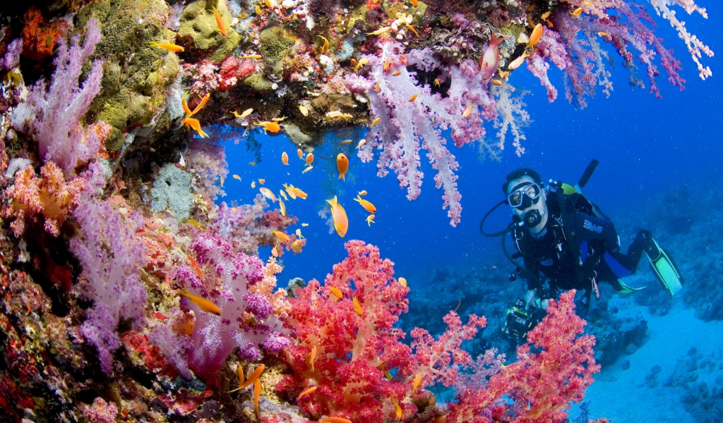под водой, коралловый риф, водолаз, рыбки