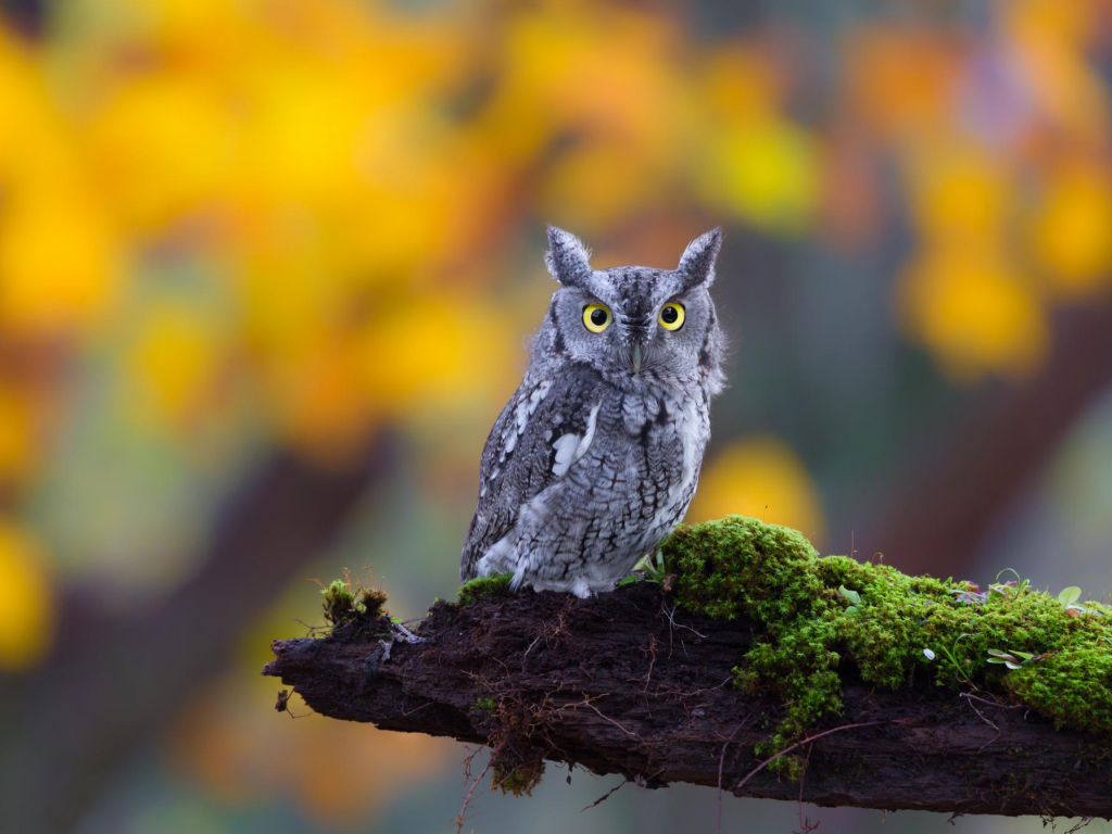 глаза, бревно, ушастая, природа, взгляд, owl, мох, bird, сова