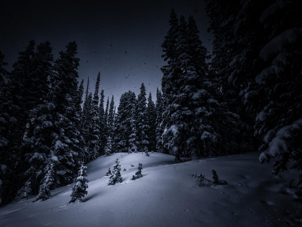ночь, лес, елки, снег, деревья, зима
