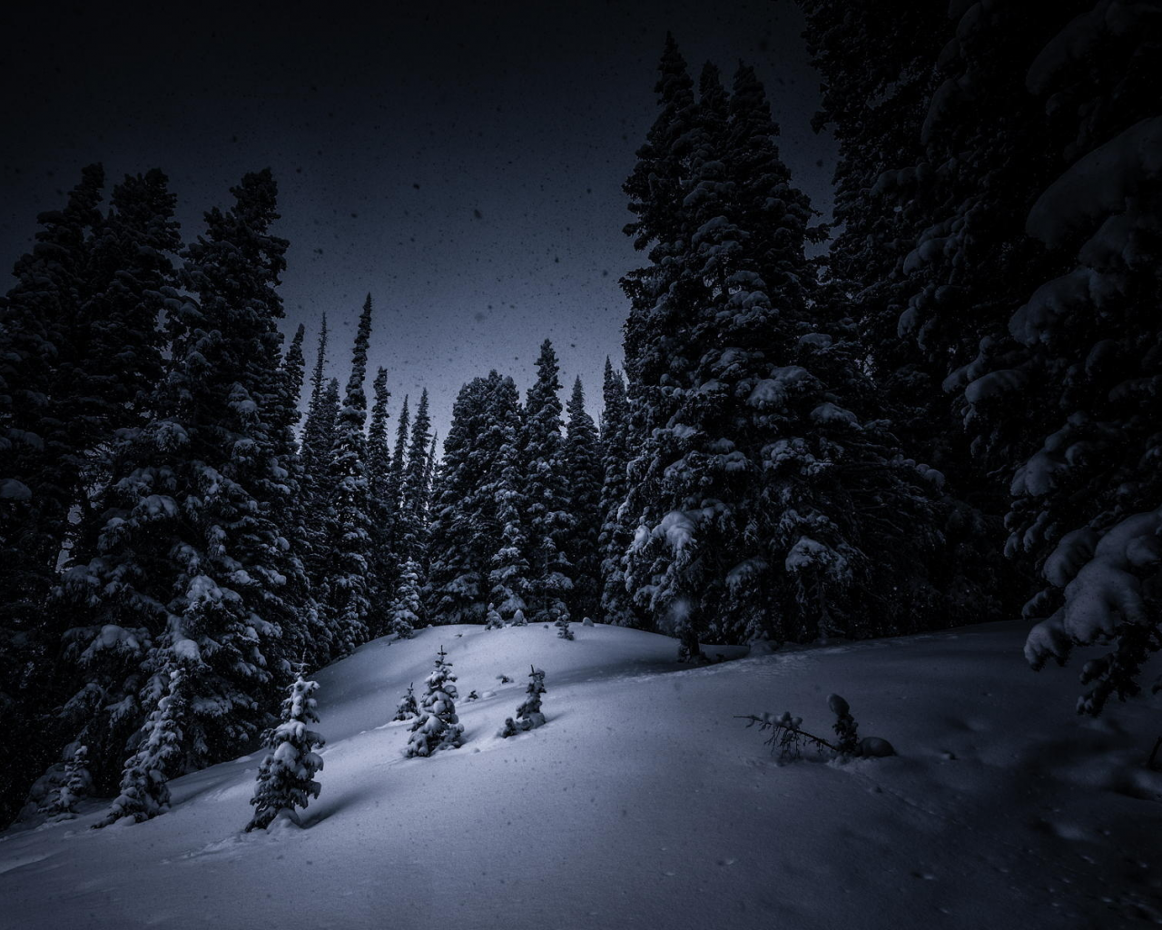ночь, лес, елки, снег, деревья, зима