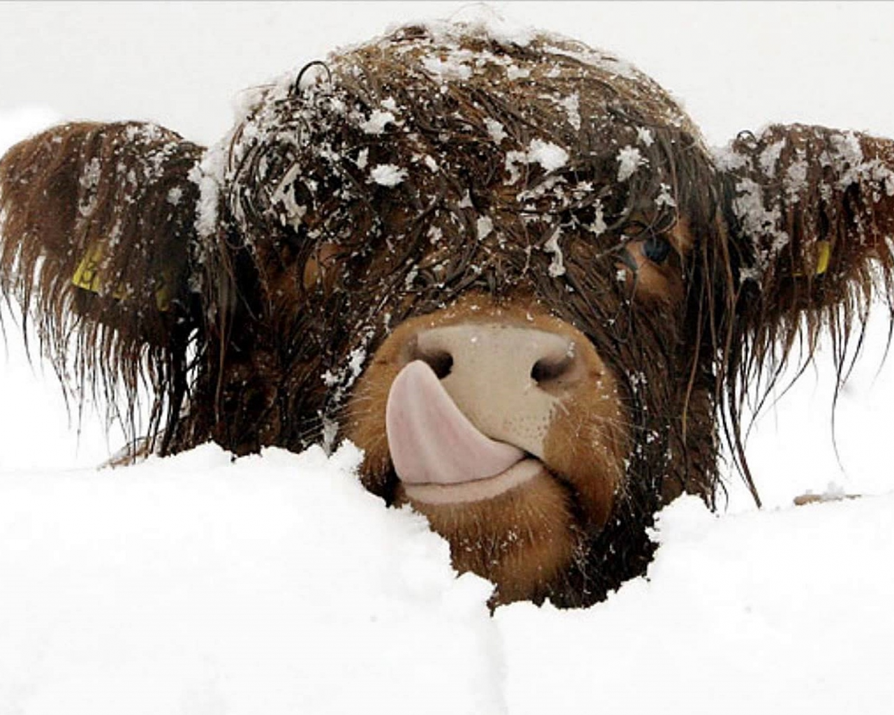 корова, зима, снег, засыпало