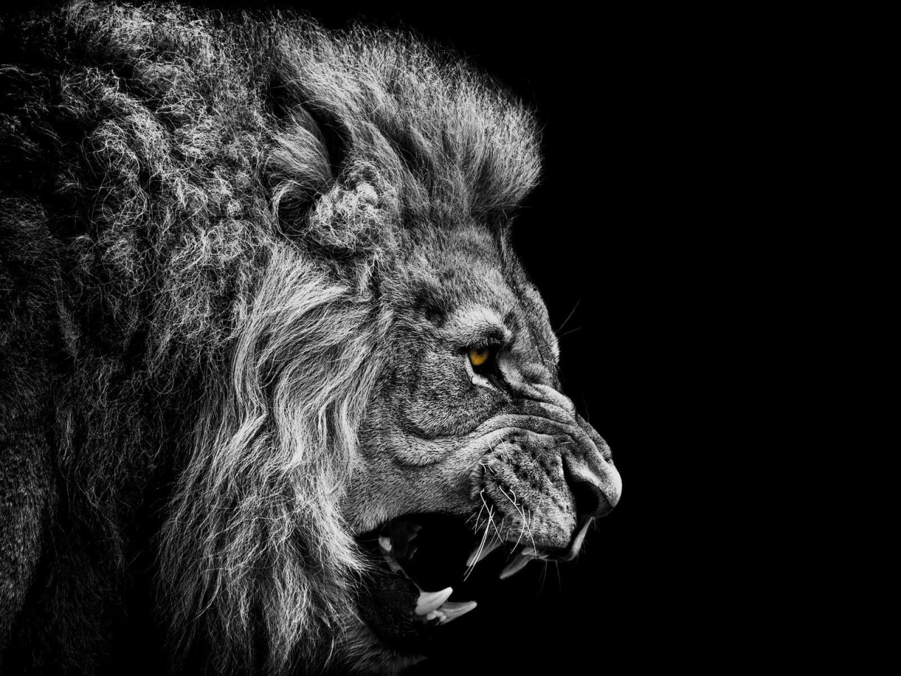 Лев, зверь, животное, хищник