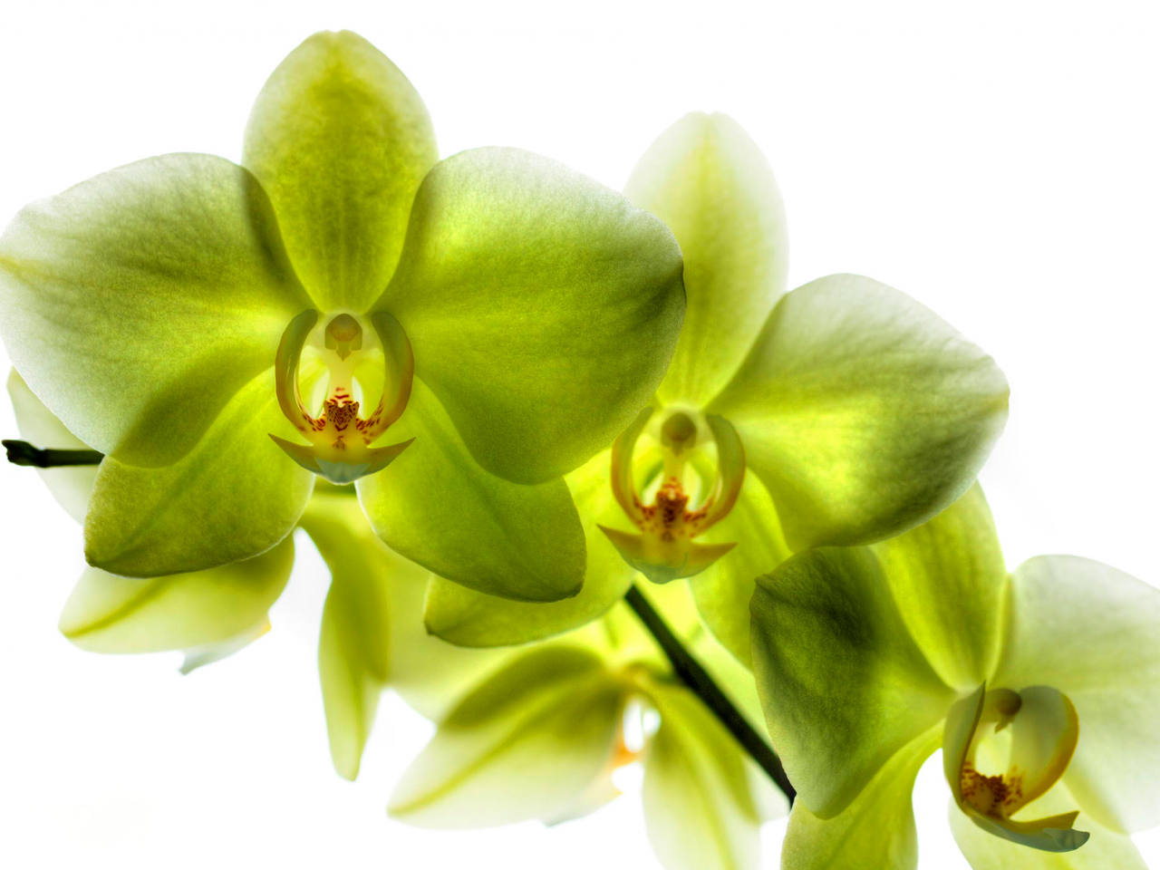 орхидеи, зелёные