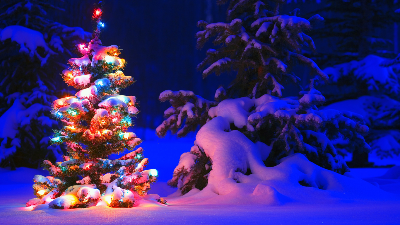 lights, forest, tree, winter, ель, snow, дерево, снег, елка, деревья