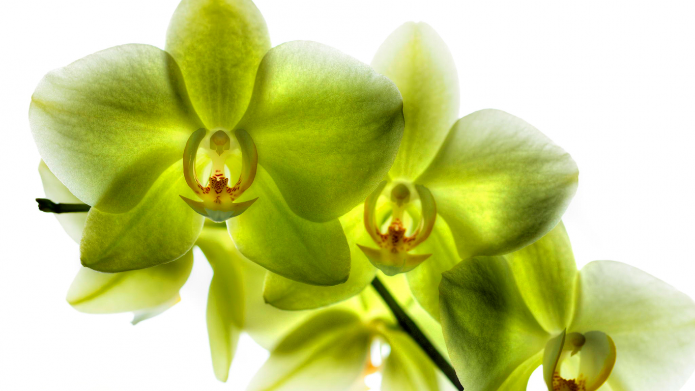 орхидеи, зелёные