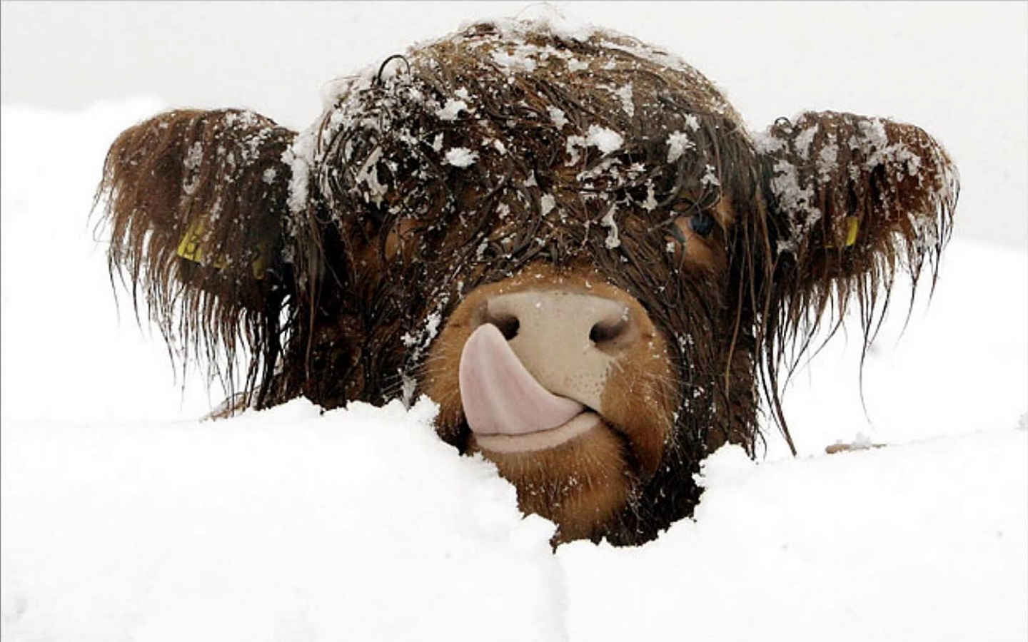 корова, зима, снег, засыпало