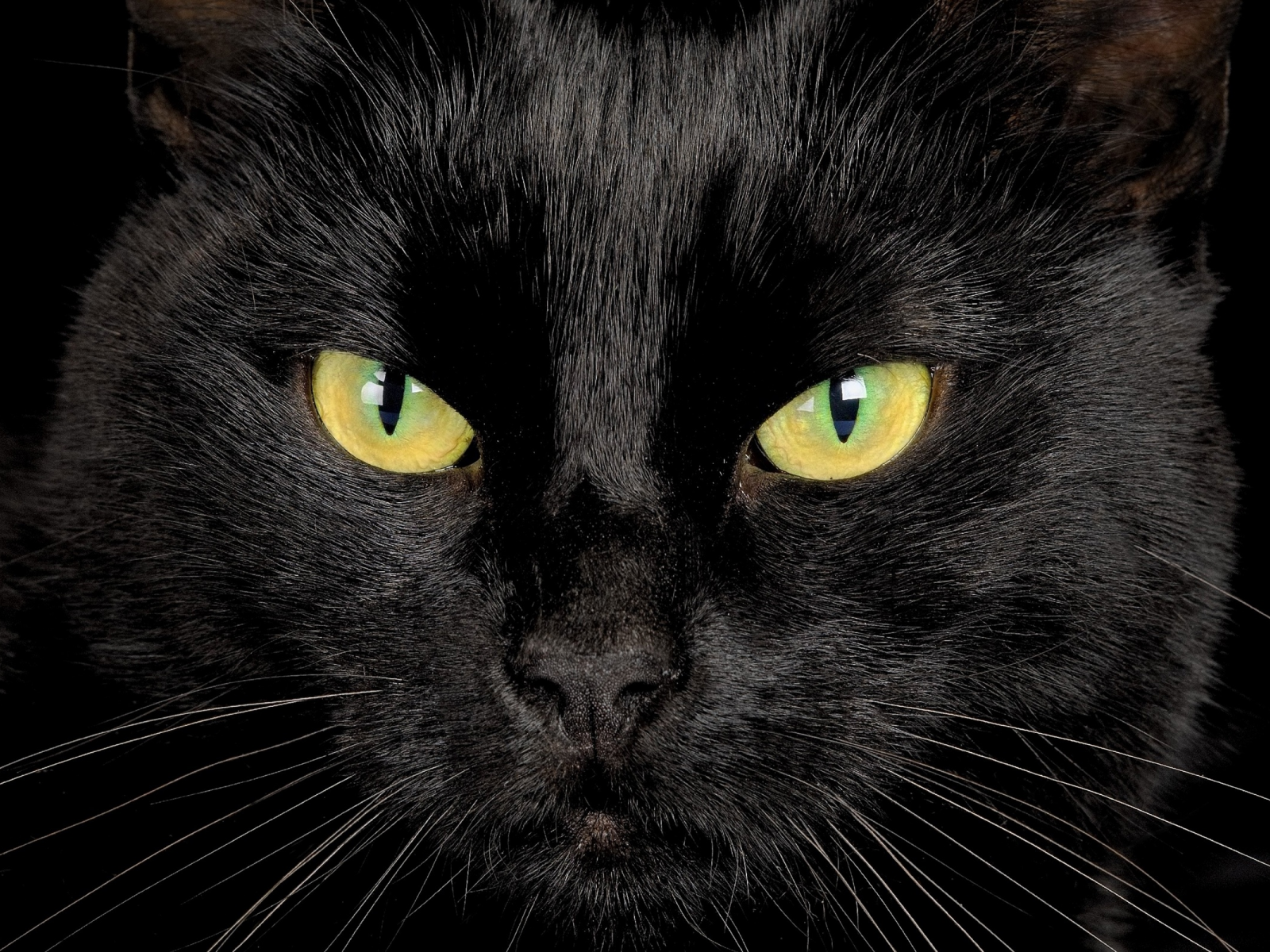 глаза, взгляд, черный кот