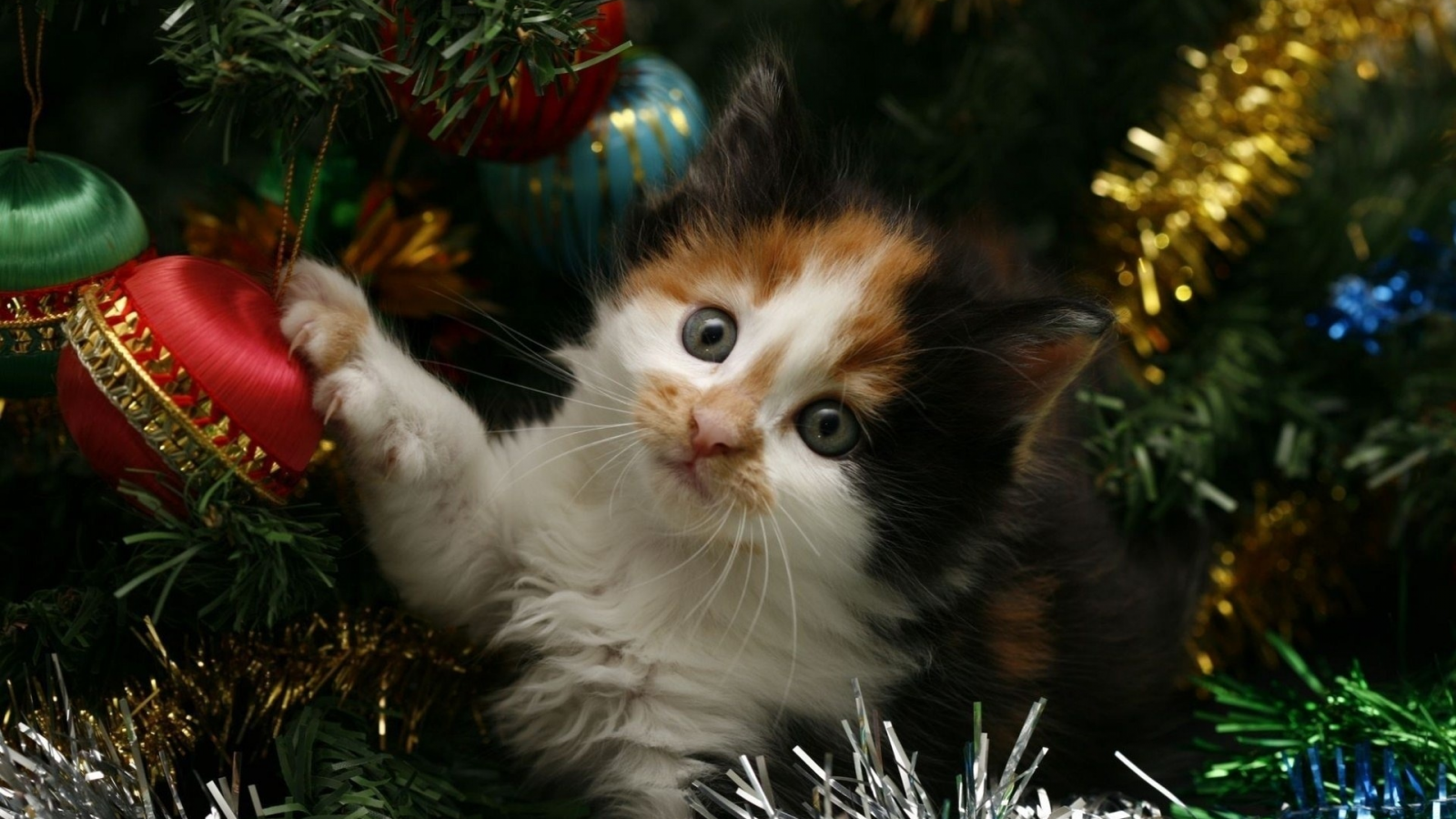 новый год, котенок, елка, мишура, Новый год, праздник, кот, кошка
