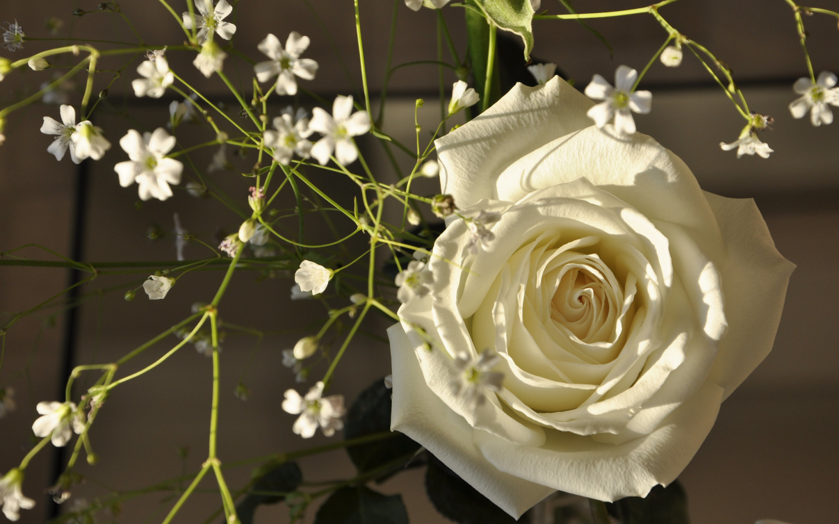 цветы, белая роза