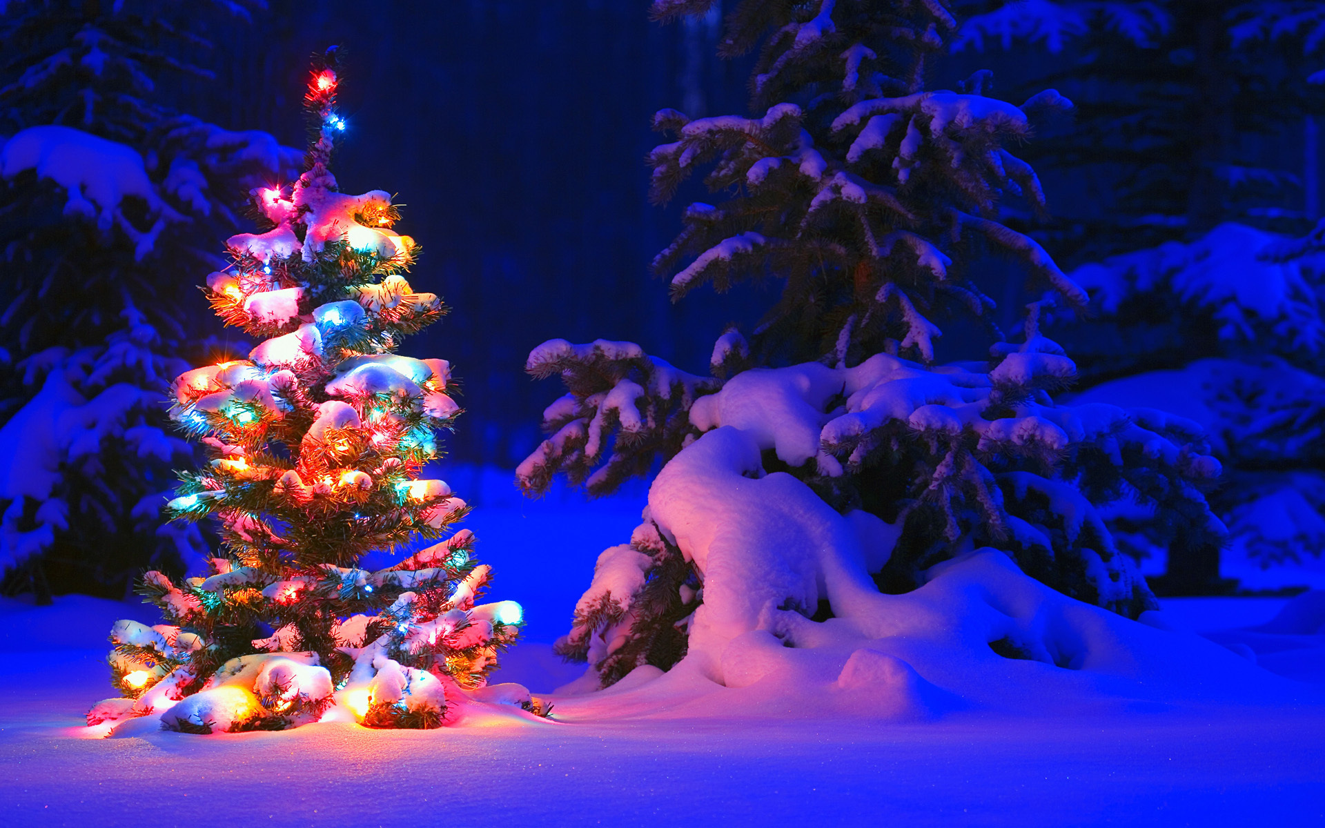 lights, forest, tree, winter, ель, snow, дерево, снег, елка, деревья