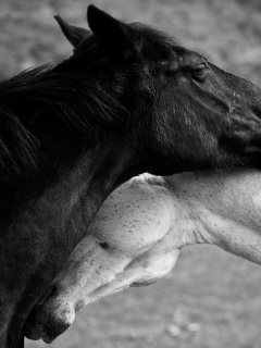 лошадь, любовь, чёрно-белое фото, конь