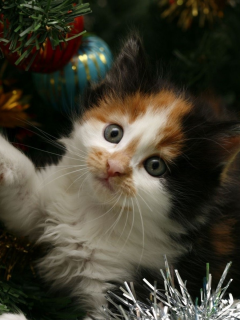 новый год, котенок, елка, мишура, Новый год, праздник, кот, кошка