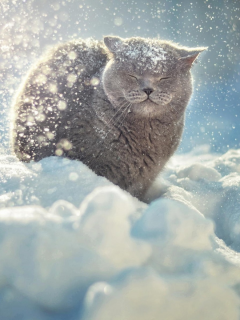 зима, холод, снег, кот