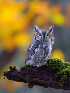 глаза, бревно, ушастая, природа, взгляд, owl, мох, bird, сова