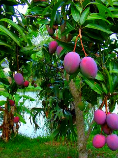манго, дерево, фрукт