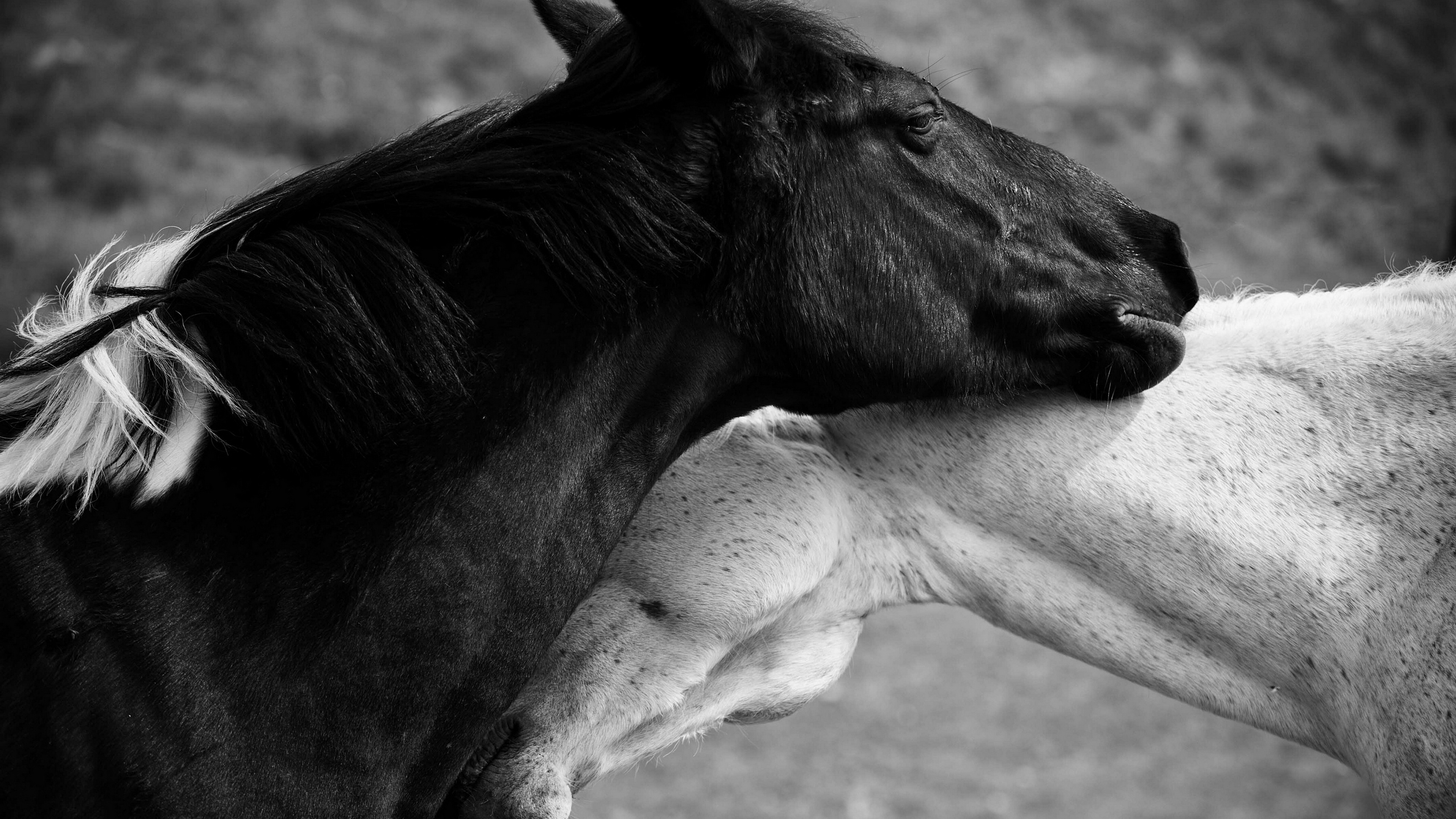 лошадь, любовь, чёрно-белое фото, конь