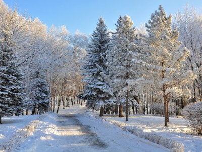 снег, лес, зима, деревья, небо, мороз, дорога