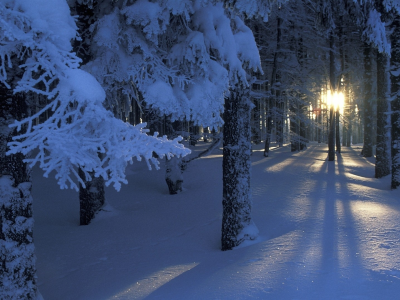 Зима, снег, лес, деревья, ветки, солнце, сияние, свет