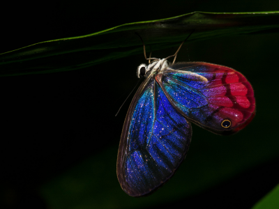 бабочка, крылья, ночь