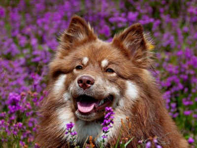 цветы, собака