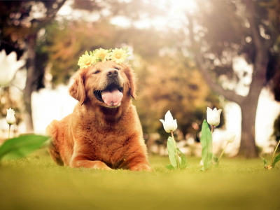  друг, венок, белые, собака, цветы, тюльпаны, язык