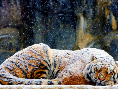 тигр, зима, снег