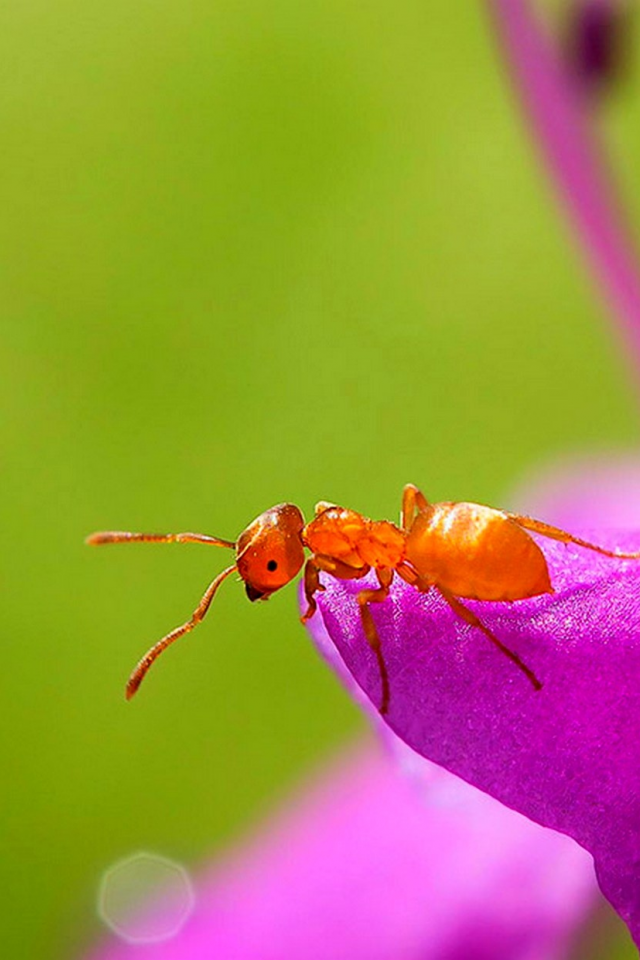 муравей, цветок
