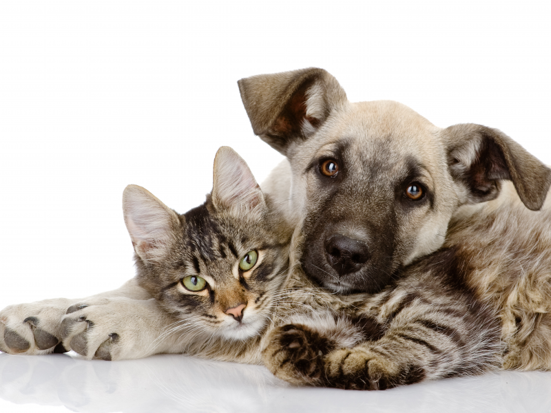 puppy, friends , dog, kitten, друзья, собака, embraces, together, love, кошка, cat