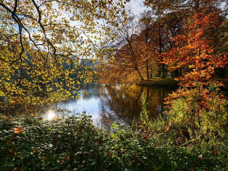 природа, деревья, парк, осень