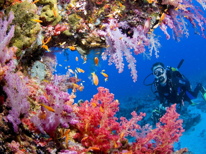 под водой, коралловый риф, водолаз, рыбки