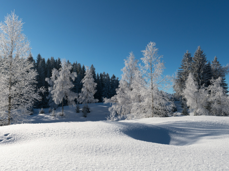 зима, снег, лес, деревья, иней, синее небо