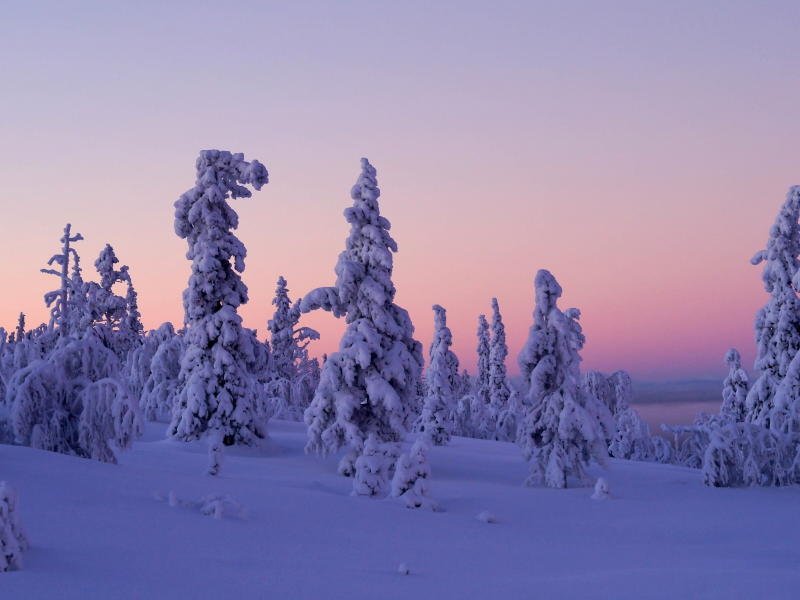 Levi, Lapland, Finland, Леви, Лапландия, Финляндия, зима, снег, деревья, закат