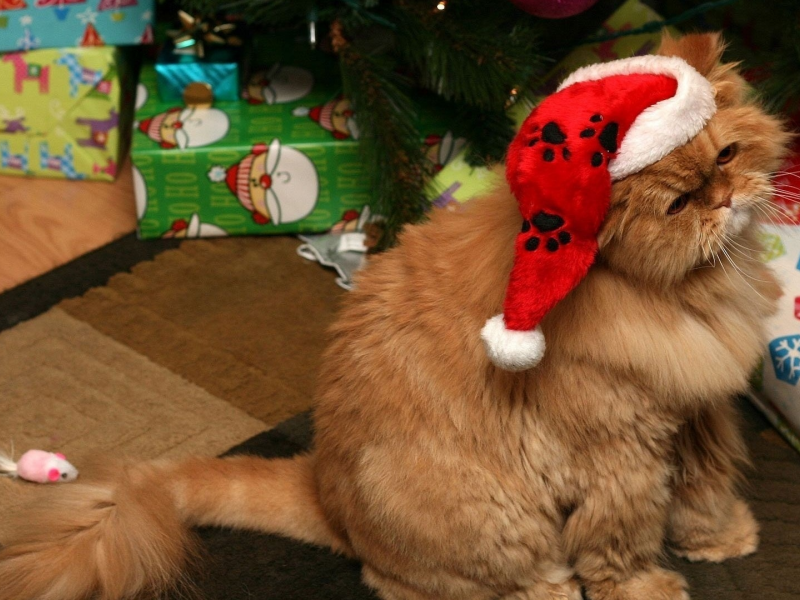 елка, красная шапочка санта клауса, игрушка, кошка, праздник, кот, мышка, Новый год, новый год, подарки