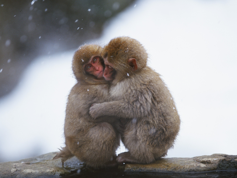 обезьянки, зима, обнимаются, греются