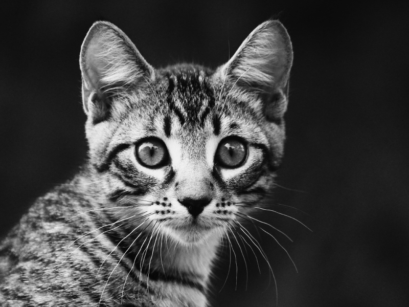 взгляд, портрет, черно-белый, котенок, полосатый