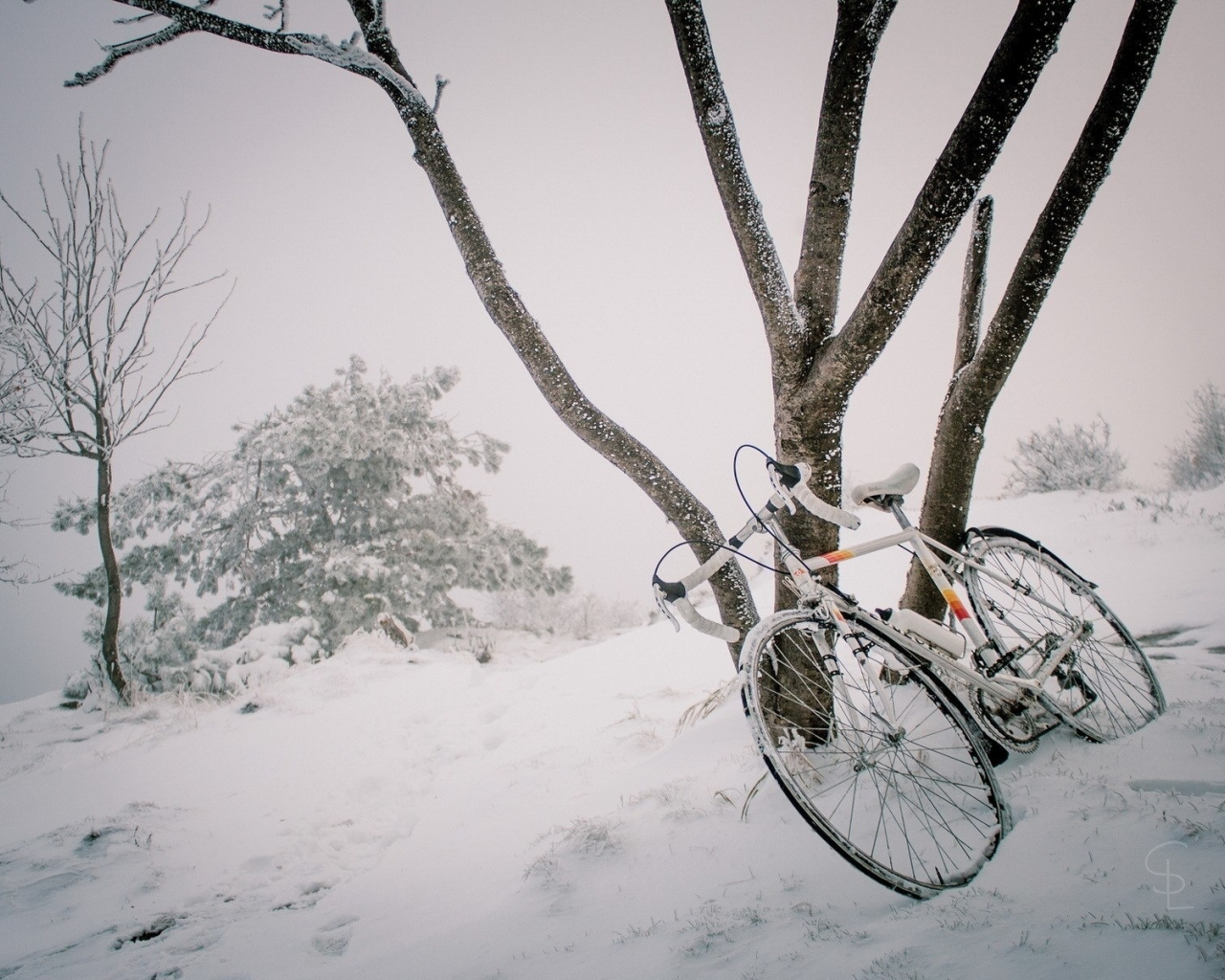 зима, снег, дерево, велосипед, спорт, колесо, холод