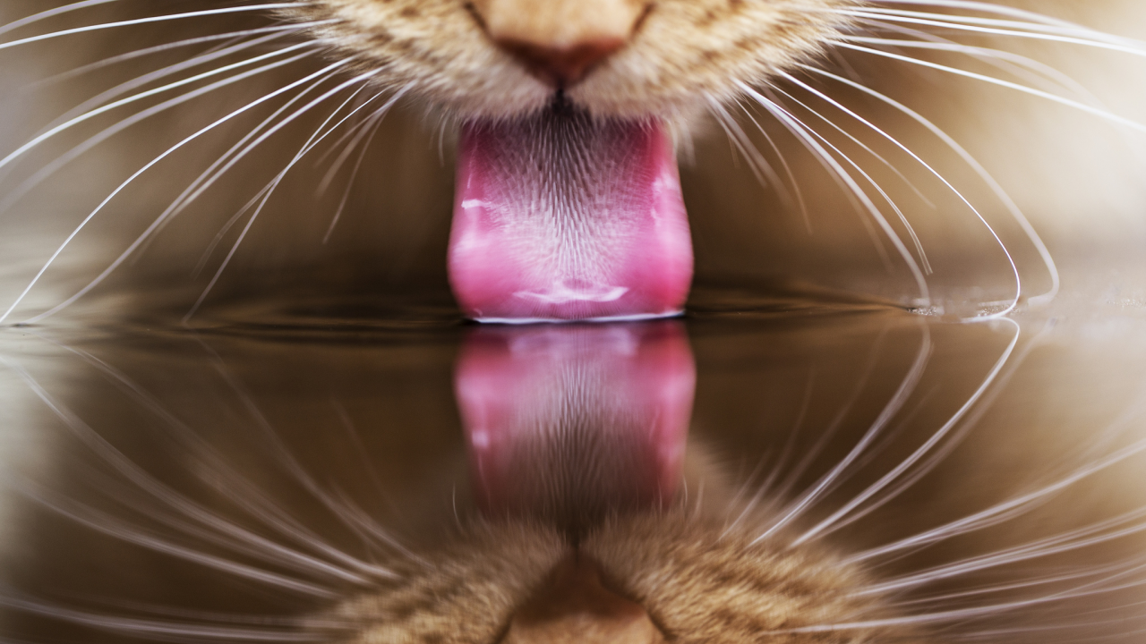 пьет, кот, кошка, язык, рыжий, отражение, вода