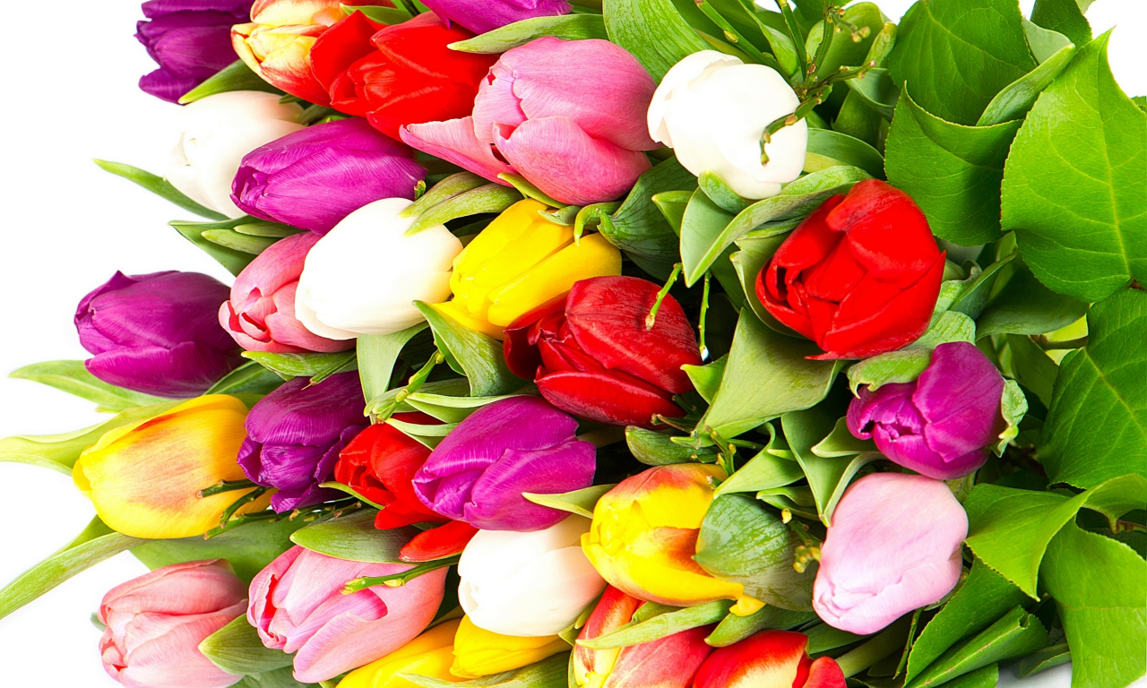 violet, white, tulips, bright, yellow, red, flowers, petals, pink, bouquet, beauty, varicoloured